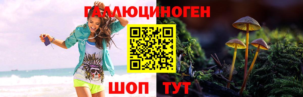 Псилоцибиновые грибы Psilocybine cubensis Избербаш